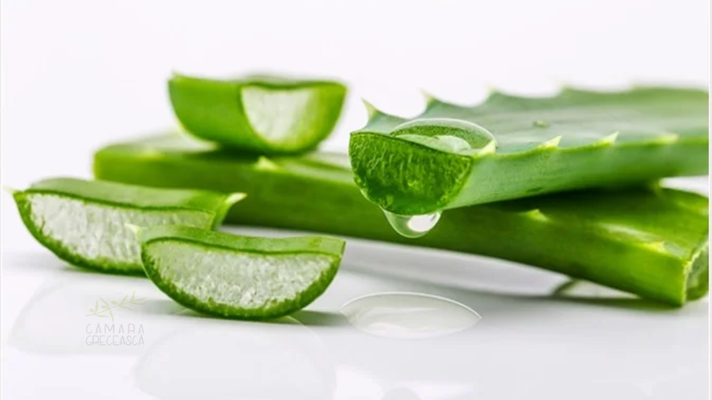 Aloe Vera - planta care vindecă din interior. Beneficii, utilizări și precauții
